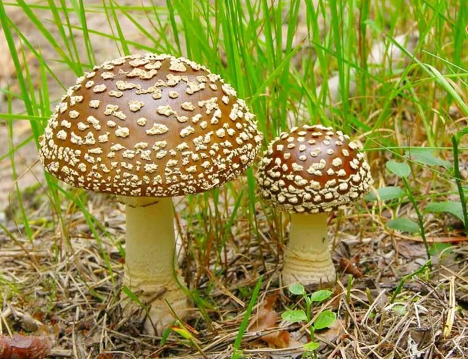 Мухомор пантерный