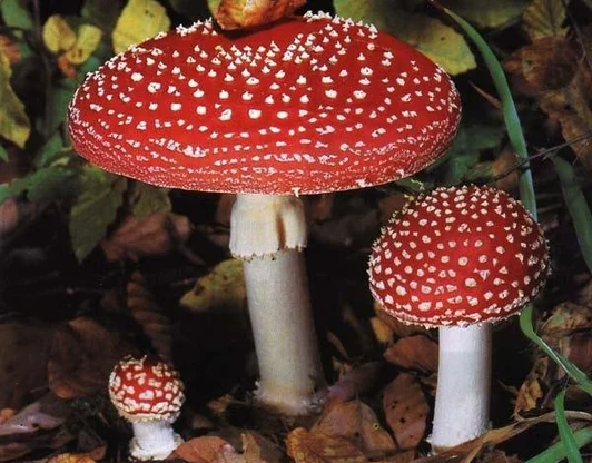 Мухомор красный (лат. Amanita muscaria)