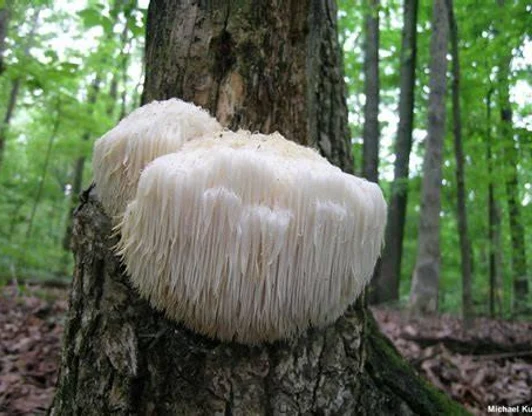 Ежовик гребенчатый (лат. Hericium erinaceus)