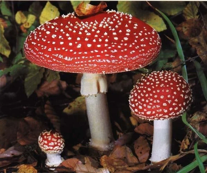 Мухомор красный